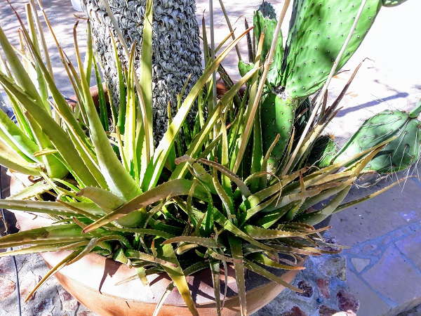 Image of Aloe vera and sow thistle companion plants