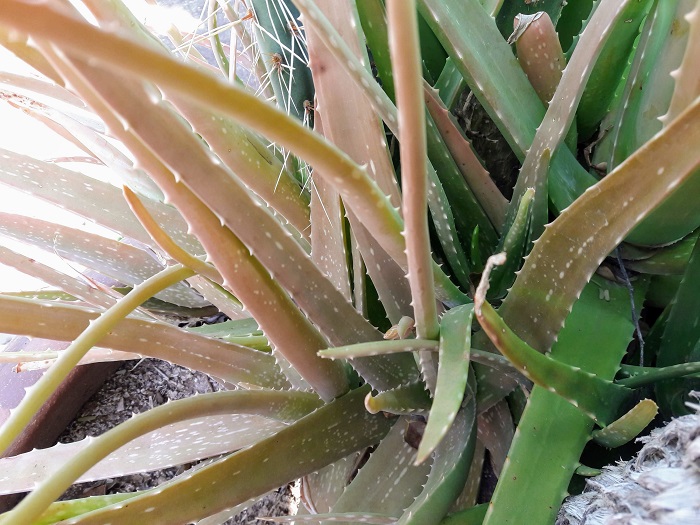 How much water does a small aloe vera plant need What Am I Doing Wrong To My Aloe Vera Plants Living With Aloe