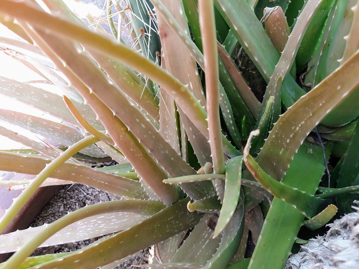 What Doing My Aloe Vera Plants? – Living With Aloe